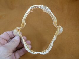 sj470-256) 4-3/4" Tiger SHARK jaw sharks jaws teeth taxidermy educational - $31.99