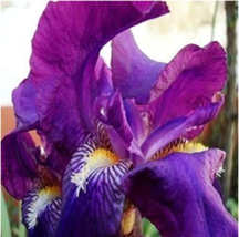 10Pcs/Pack Canna Seeds Pot Flower Seed Yard (Color: Purple) - $8.46 CAD