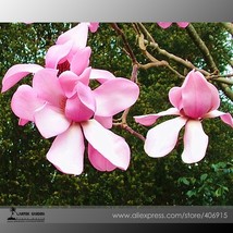 New Fresh Taizhou Pink Yulan Magnolia Big Blooming Fragrant Shrub Flowers 10 See - £3.68 GBP