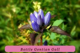 Strong Plant 570 Seeds Bottle Gentian Gall Flower Blue Perennial - $37.05 MXN