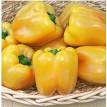 USA SELLER Golden Summer Sweet Peppers Seeds Fast Shipping - $9.80