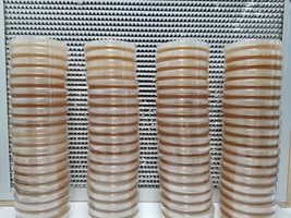 Forest Organics Fresh Malt Extract Agar 100 X 15mm Sterilized Petri Dish... - $20.95