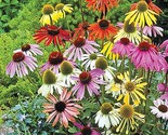50 Mixed Coneflower Seeds Echinacea Perennial Flowers Seed Flower Fresh ... - $9.98