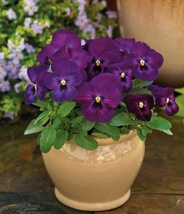 50 Seeds Viola Colormax Purple Glow Flower Plant Garden - $8.87