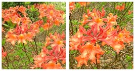 Starter Plant Mauvila Gold Aromi Azalea Rhododendron Deciduous May Be Dormant - £53.87 GBP