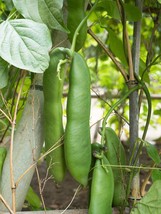 3 SEEDS- Sword Bean -Ornamental Tropical Vine -Read Description Below -Trellis   - £3.98 GBP