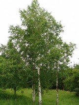 New Fresh Seeds Betula Pendula European White Birch Silver Warty Birch 50 Seeds  - £18.95 GBP