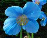 Blue Himalayan Poppy Tibetan Meconopsis Betonicifolia Poppy Flower 10 Seeds - £5.15 GBP