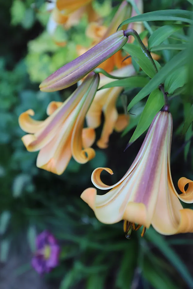 100 Lilium Brownii Heirloom Lily Flower Seeds for Garden - £9.58 GBP