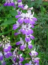 50+ Seeds, Chinese Houses, Collinsia heterophylla, Unique Delicate Flower, Beaut - $2.99