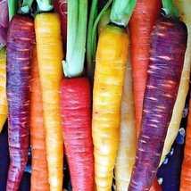 Rainbow Carrot Mix Beautiful Garden Fresh USA Garden - $7.49