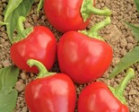 100 Seeds Hot Red Cherry Pepper Seeds Organic Vegetable Garden Patio Con... - $8.99