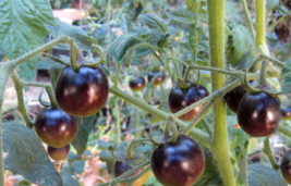 10 Pc Seeds Black Cherry Tomato Plant, Tomato Seeds for Planting | RK - £15.10 GBP