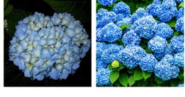 6-10&quot; Tall Live Plants - 2 Nikko Blue Mophead Hydrangea Shrubs/Bushes - 3&quot; Pots - £55.07 GBP