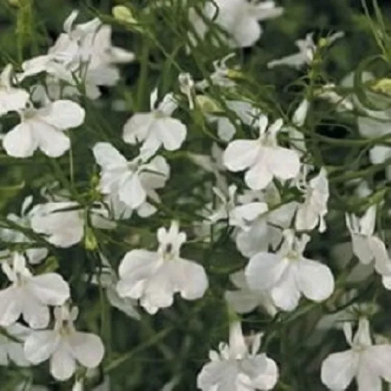 50 Lobelia Seeds Palace White Seeds Flower Seeds - £10.37 GBP