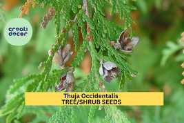 Thuja occidentalis Seeds – Eastern Arborvitae Tree – Cold Hardy Evergree... - $6.50