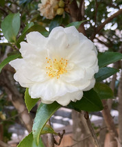 3 Gal Pot  - Mine No Yuki White Doves Camellia Sasanqua - Live Plant - FREESHIP - £120.34 GBP