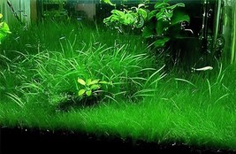 200 Seeds Aquarium Plant Aquarium Water Seed Easy Growing Plant Grass - $12.52