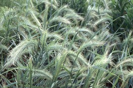 US Seller 200 Canada Wild Rye Seeds Elymus Canadensis Easy To Seasons Meaningful - £12.64 GBP