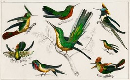 12959.Room Decor Poster.Wall art.1774 vintage animal illustration.Humming birds - £12.98 GBP+