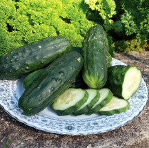 100+ Double Yield Cucumber Seeds Heirloom Organic NON GMO FRESH FRESH - £10.91 GBP