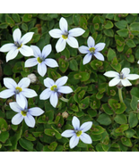 Blue Star Creeper Isotoma Fluviatilis - 50 Seeds - $9.56