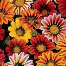 HS Gazania Sunshine Mix50 Seeds  - $6.06