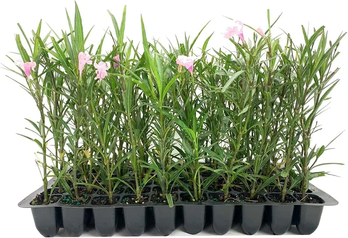 Pink Mexican Petunia Live Plants Ruellia Brittoniana Drought Tolerant - £31.87 GBP