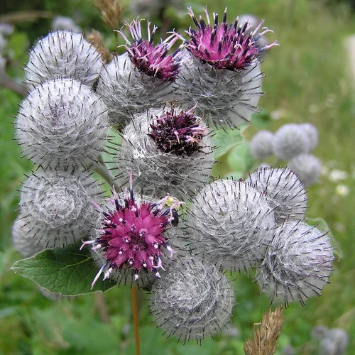 Arctium Lappa Burdock SEEDS - £19.70 GBP