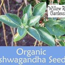 New Organic Ashwagandha Seeds 30 Seeds Herb Seeds Indian Ginseng Withania Somnif - £8.10 GBP