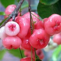 From Us Live Fruit Tree 1’-2’ Syzygium Samarangense (Wax APPLE/JAMBU) TP15 - £59.92 GBP