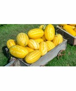 50+ Gold In Gold Hybrid Watermelon Seeds - $10.96