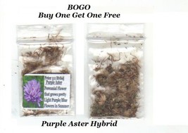 Bogo Purple Aster Fall Perennial Flower Over 200 Seeds Garden Beautiful USA Sell - £7.28 GBP