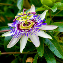 2.5&quot;Pot Passiflora Caerulea Edible Passion Exotic Vine Live Plant Passion Flower - £45.55 GBP