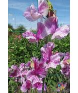 50 Pandemonium Sweet Pea Seeds - $157.68 MXN