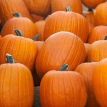 Jack O Lantern Pumpkin Seeds | 20 Seeds | Non-GMO | Free Shipping | TH76 - $3.98