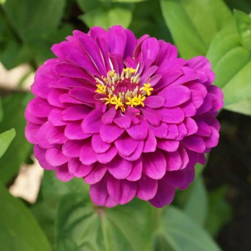 Purple Prince Zinnia Seeds, NON-GMO 200 Seeds - £4.50 GBP