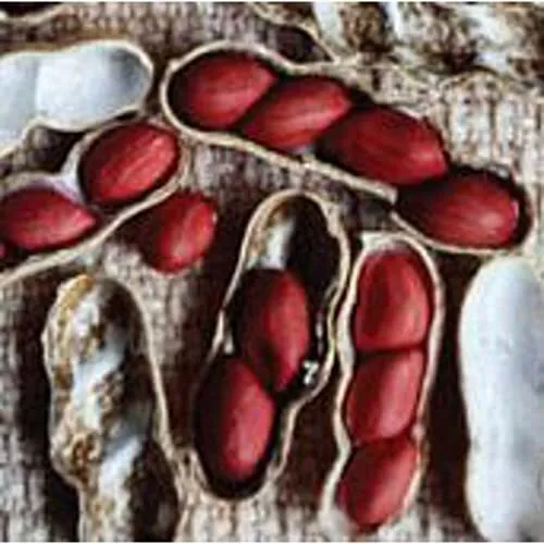 Early Spanish Peanuts Seeds (20+ Seeds) Non Gmo Vegetable Fruit Herb Flower Usa  - £15.71 GBP