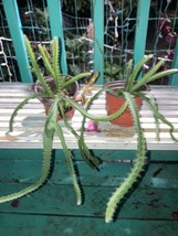 Hylocereus megalanthus cactus yellow dragon fruit 1 Live plant yellow pi... - £9.49 GBP