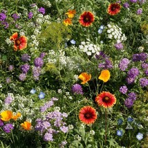 Wildflower Mix Beneficial Insectary Blend Flower Garden Heirloom 1000 Se... - $10.50
