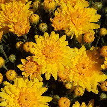  200 Seeds Sun Yellow Chrysanthemum Mums Flowers Garden Planting - £3.45 GBP