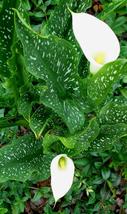 Snow Storm Calla Lily Bulb - Zantedeschia - Florist Favorite - 14/16cm Bulb - £27.88 GBP