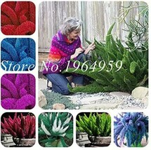100PCS Garden Foxtail Fern Seeds  Mixed Red Green Purple Darkred White e... - $4.68