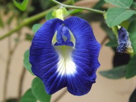 Seed Pack = =Clitoria ternatea -Blue Butterfly Pea -20 Seeds -Tropical Plant  - £4.78 GBP