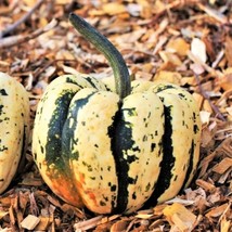 Sweet Dumpling Squash Seeds Carnival Acorn Delicata Kabocha Fall Pumpkin  - £4.75 GBP