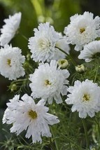 20 Seeds Cosmos Double Click Snow Puff Simply Grown Beautifully - £21.06 GBP