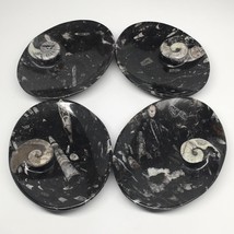 4pcs,6.25&quot;x4.75&quot;x5mm Oval Fossils Orthoceras Ammonite Bowls Dishes,Black, MF1378 - £28.31 GBP