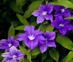 50 Purple Browallia Long Lasting Annual Flower SeedsFrom US  - $8.35