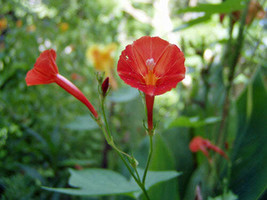 GIB Ipomoea hederifolia | Orange Noah | 5 Seeds - £10.39 GBP