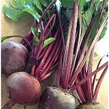 Green Top Bunching Beets Seeds Fresh Seeds USA - £10.49 GBP